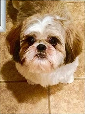 500 Pieces Jigsaw Puzzles for Adults Wooden Jigsaw Puzzle Shih Tzu Cute Puppies Puzzles DIY Home Decor Wall Art Fun Game Preschool Toy Gift for Family Dad Mom Wife Friends