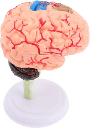 Human Brain Anatomy Model Educational Brain Structure for Students for Classroom Teaching Study Aid and Science Display