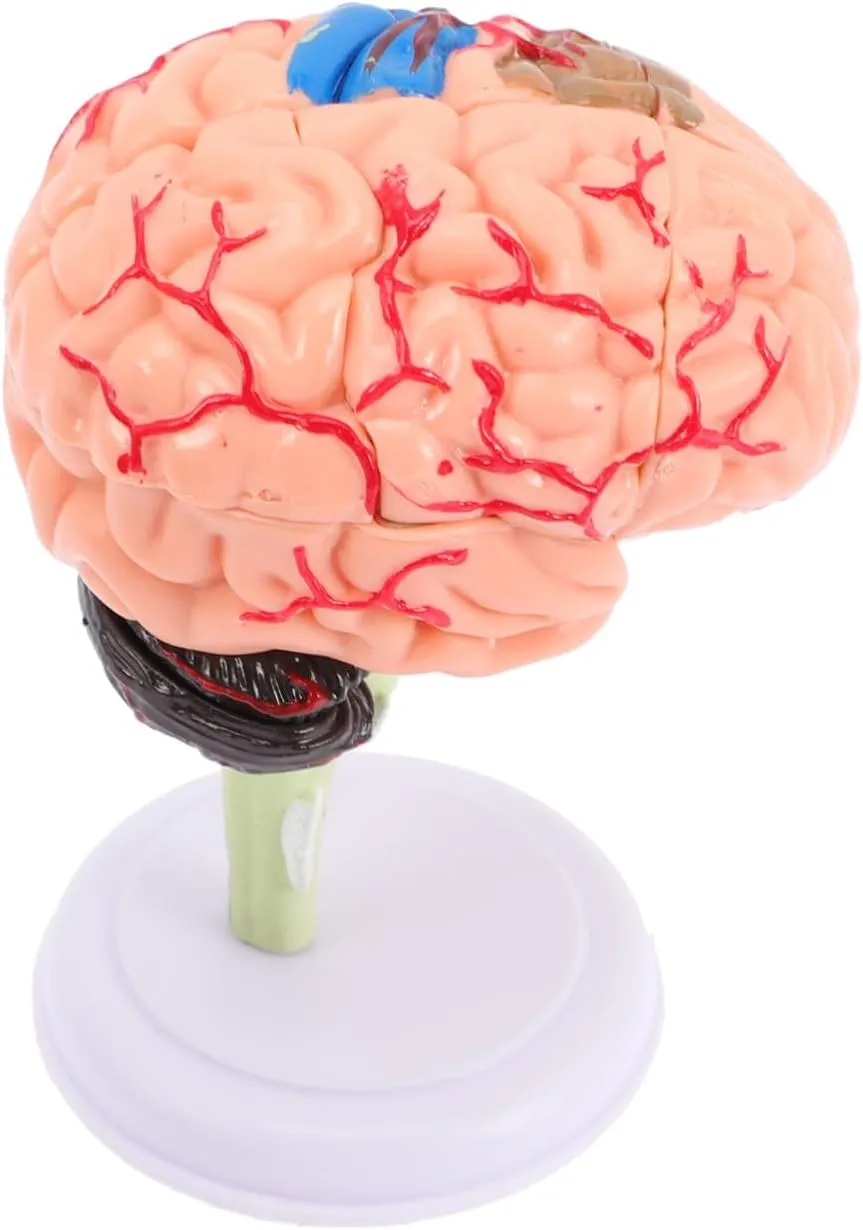 Human Brain Anatomy Model Educational Brain Structure for Students for Classroom Teaching Study Aid and Science Display